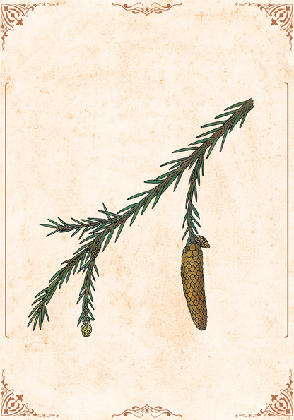 Botanischer Kunstdruck - Fichte