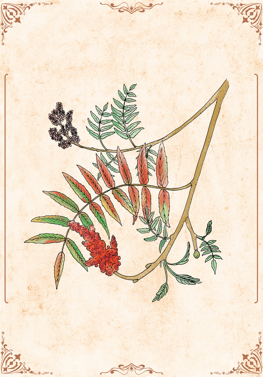Botanischer Kunstdruck - Essigbaum