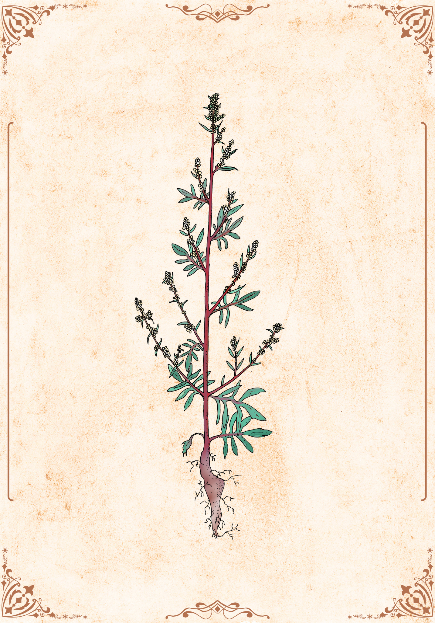 Botanischer Kunstdruck - Beifuß (Artemisia vulgaris)
