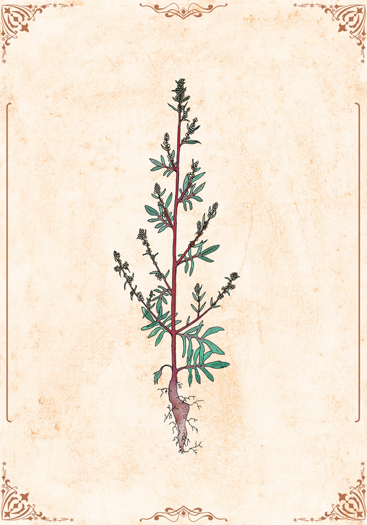 Botanischer Kunstdruck - Beifuß (Artemisia vulgaris)