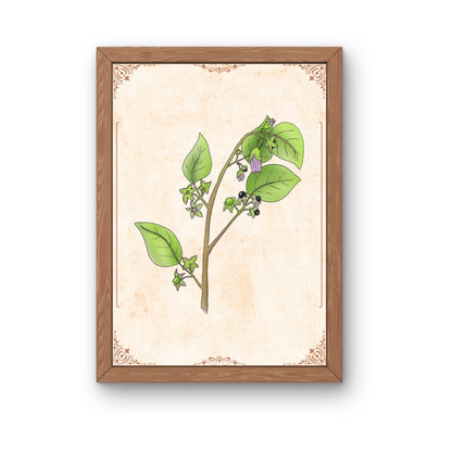 Botanischer Kunstdruck - Tollkirsche