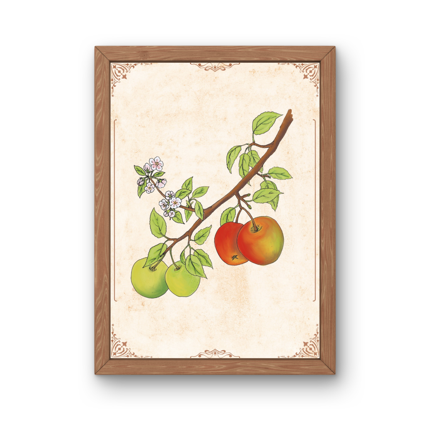 Botanischer Kunstdruck Apfelzweig im Vintage-Stil auf weißem Hintergrund.