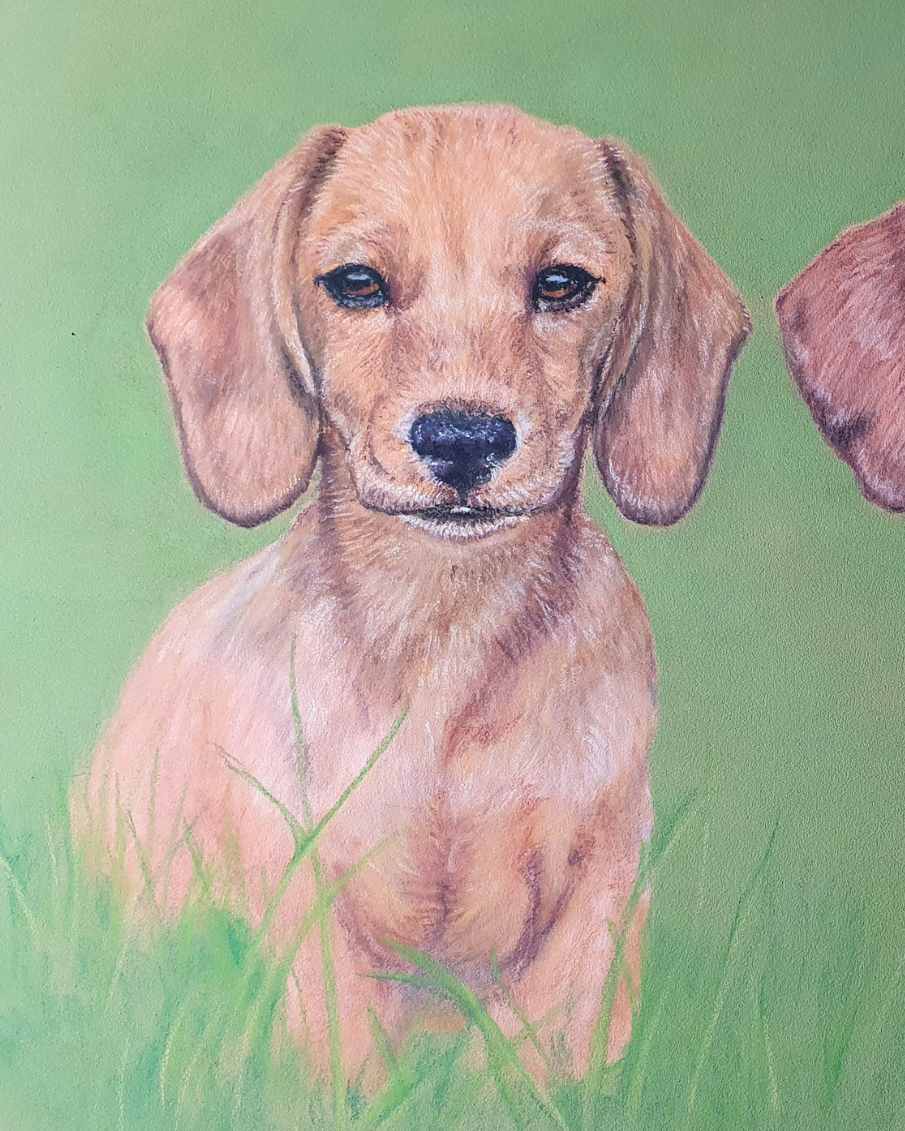 Hundeportrait Dackel in Softpastell gezeichnet – Tierportrait Geschenk