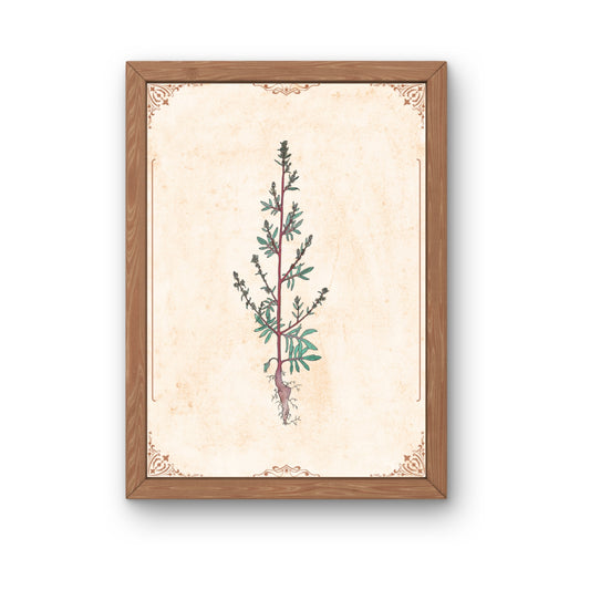 Botanischer Kunstdruck - Beifuß (Artemisia vulgaris)