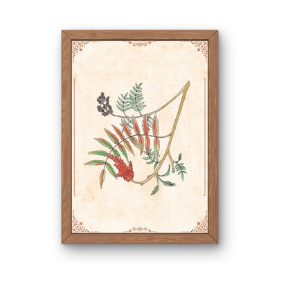 Botanischer Kunstdruck - Essigbaum