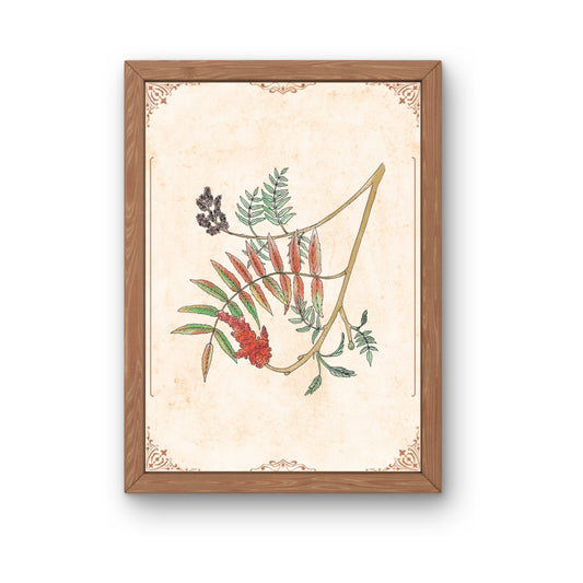 Botanischer Kunstdruck - Essigbaum