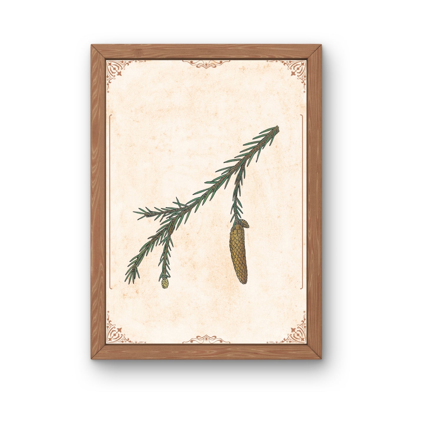 Botanischer Kunstdruck - Fichte
