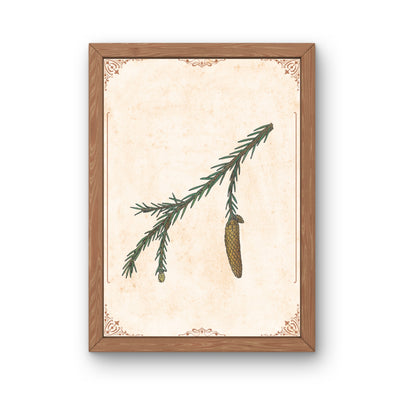 Botanischer Kunstdruck - Fichte