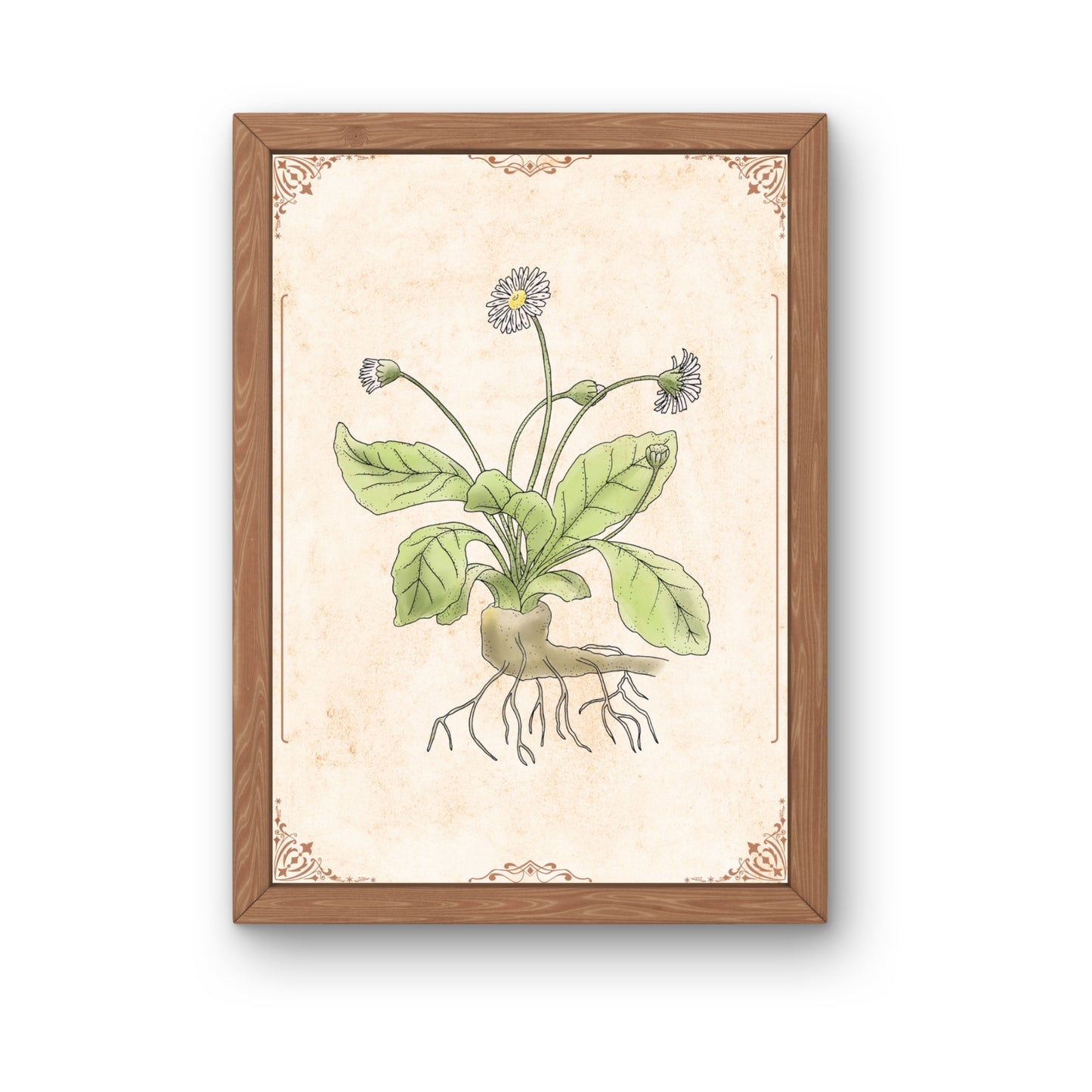 Botanischer Kunstdruck - Gänseblümchen