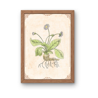 Botanischer Kunstdruck - Gänseblümchen