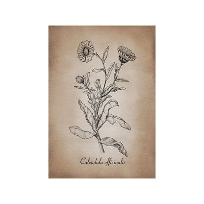 Botanischer Kunstdruck - Ringelblume Zeichnung