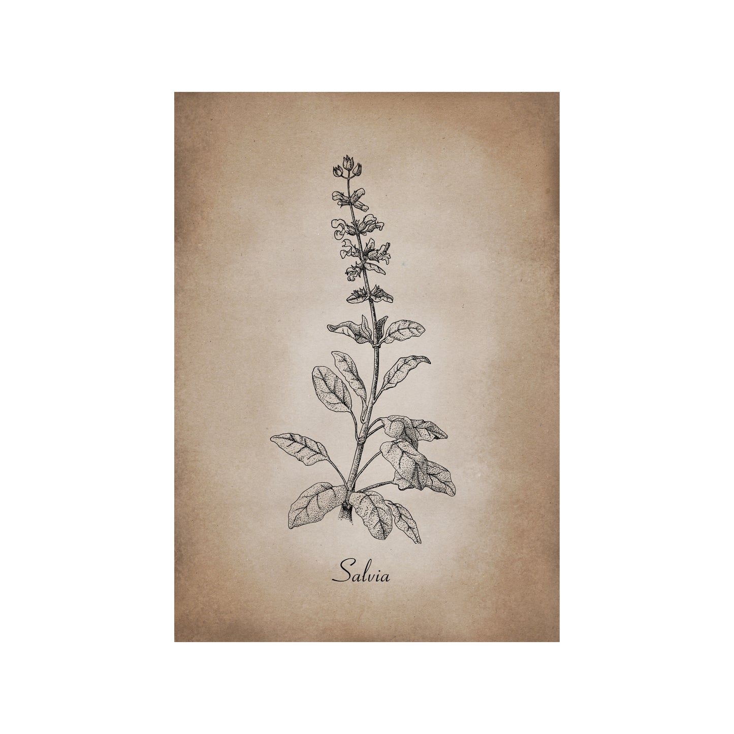 Botanischer Kunstdruck - Salbei Zeichnung