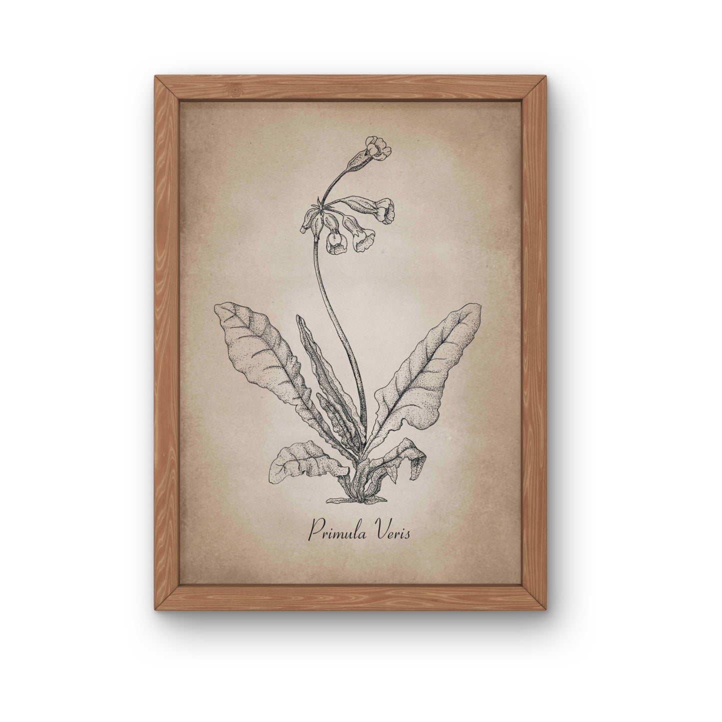 Botanischer Kunstdruck - Schlüsselblume Zeichnung