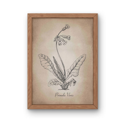 Botanischer Kunstdruck - Schlüsselblume Zeichnung