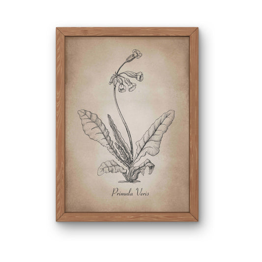 Botanischer Kunstdruck - Schlüsselblume Zeichnung