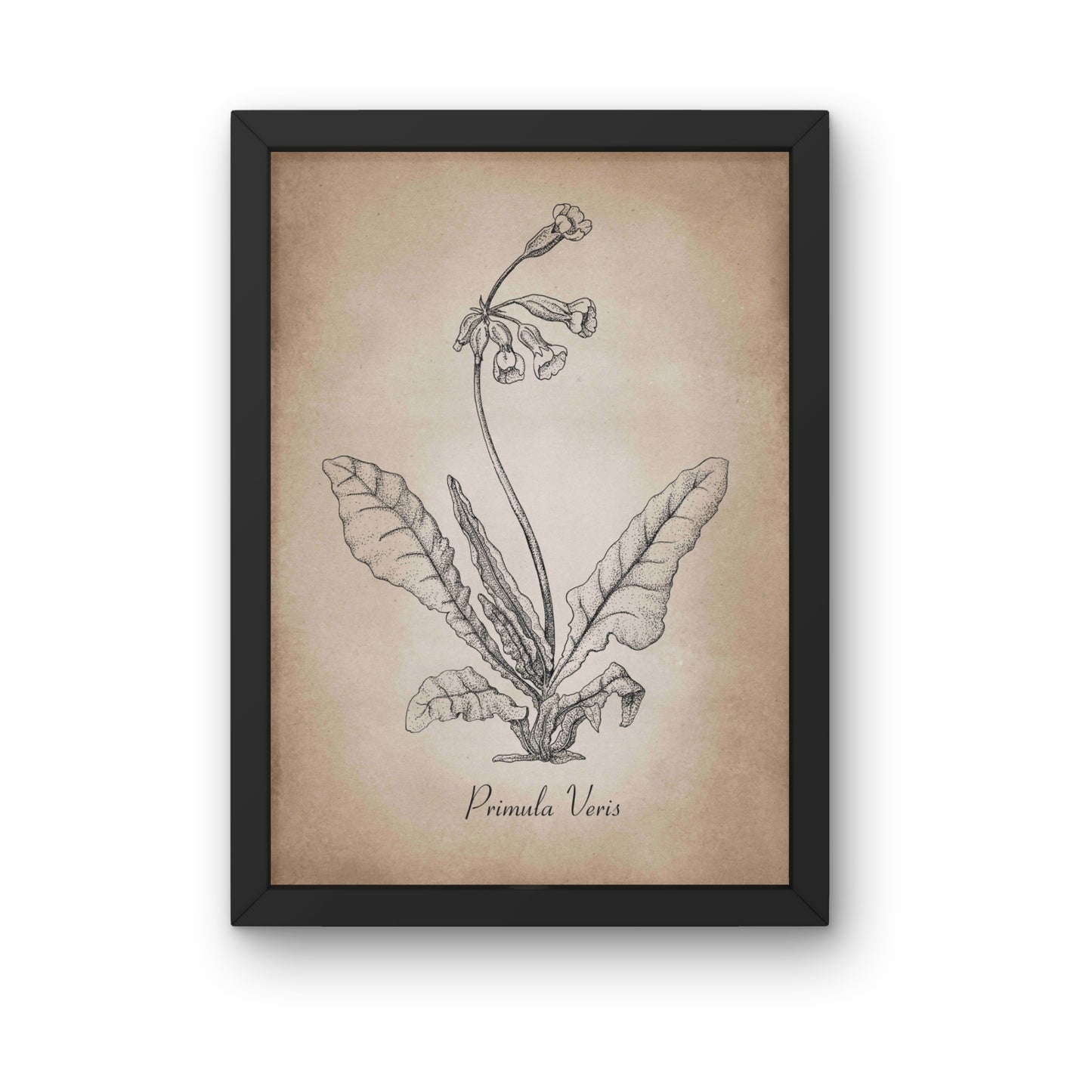 Botanischer Kunstdruck - Schlüsselblume Zeichnung