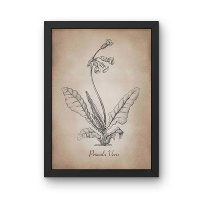 Botanischer Kunstdruck - Schlüsselblume Zeichnung