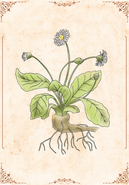 Botanischer Kunstdruck - Gänseblümchen